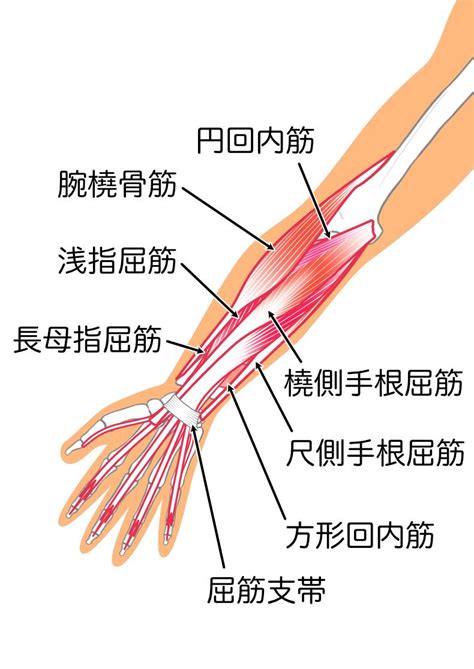 腱鞘炎になりやすい人や指を酷使する人に効く！押して振るだけ前腕ほぐしでしつこい肩こりが軽くなる？ ヨガジャーナルオンライン