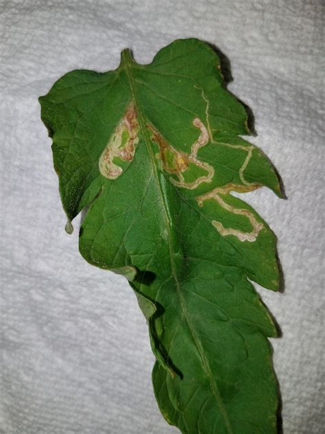 Tomato Leaf Miner Control Walter Reeves The Georgia Gardener