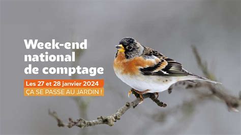 27 Et 28 Janvier 2024 Comptage National Des Oiseaux Des Jardins LPO