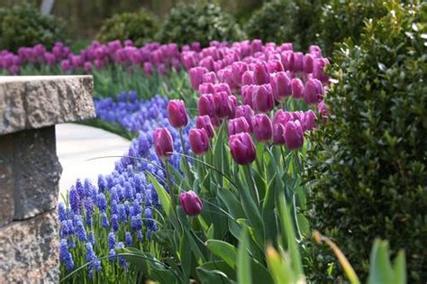 How to Plan a Spring Bulb Garden