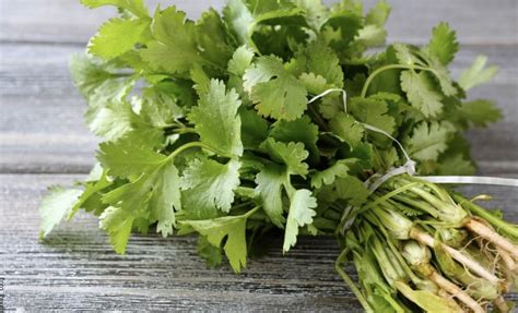 Para Qué Sirve El Cilantro Propiedades Para La Salud Vibra