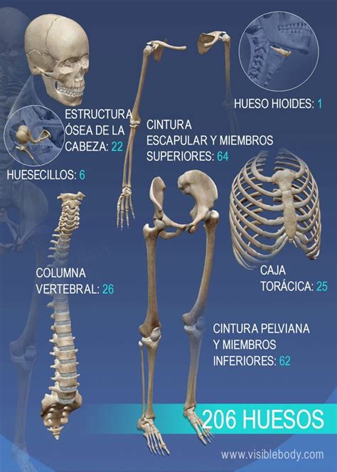 Aprenda Anatomía Del Esqueleto Cuantos Huesos Tiene