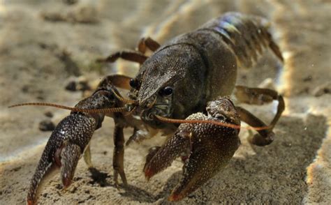 White Clawed Crayfish Gloucestershire Wildlife Trust