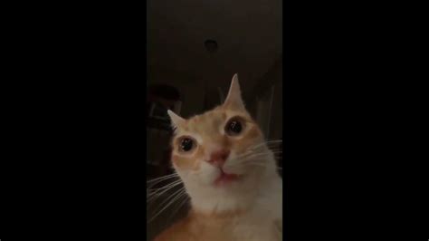 Cat Staring Meme Youtube