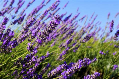 How To Grow Lavender From Seed Natural Seed Bank