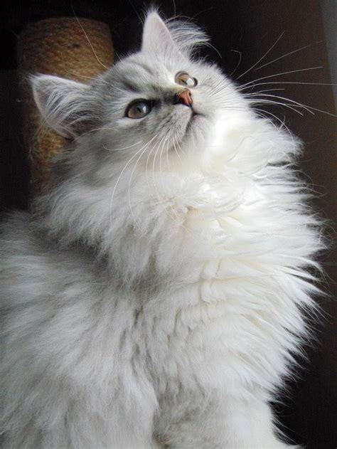 Fluffy Persian Fluffy Cat Breeds - Pets Lovers