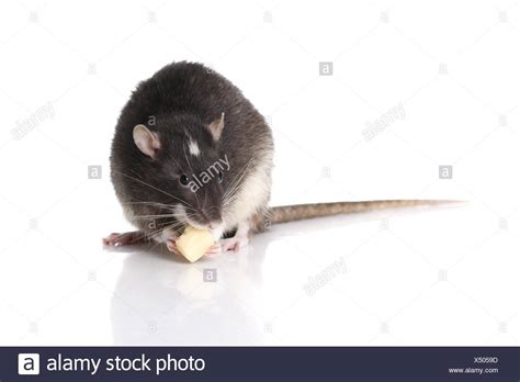 Gnawing Rats High Resolution Stock Photography And Images Alamy