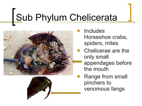 13 Phylum Arthropoda Notes Ppt