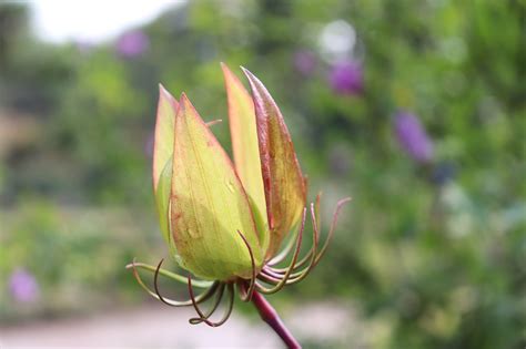 Flores Capullo De La Flor Textura Foto Gratis En Pixabay Pixabay