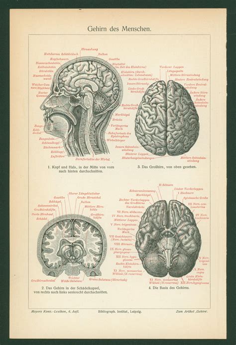 Authentic Vintage Poster | Human Brain Anatomy- Antique Medical Engraving