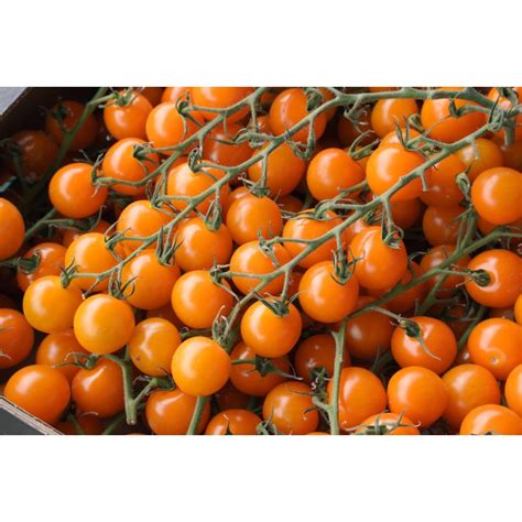 Merrygold Blight Resistant Orange Cherry Tomato Seeds