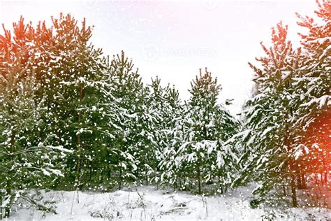 Winter landscape. Snow covered trees. 9897589 Stock Photo at Vecteezy