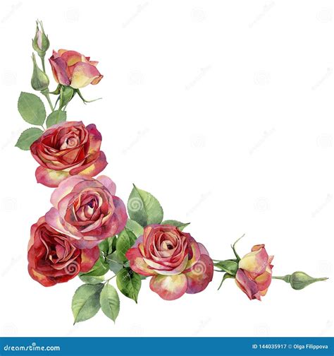 Ecke Des Aquarells Rote Rosen Stock Abbildung Illustration Von