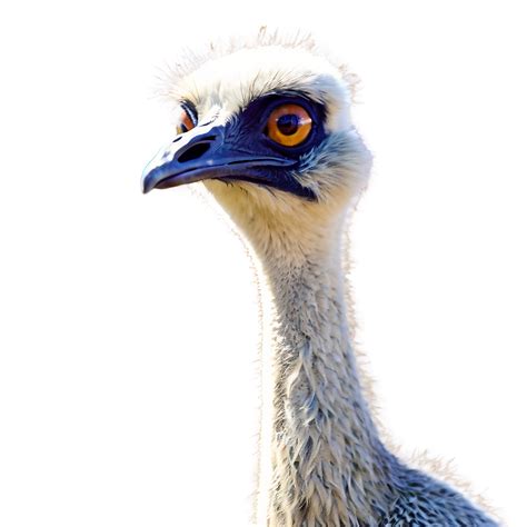 Download Cartoon Emu Png 06252024