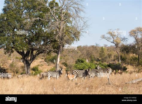 Bushveld scene with three species of animals, Burchell's zebra, Impala and Blue wildebeest Stock ...