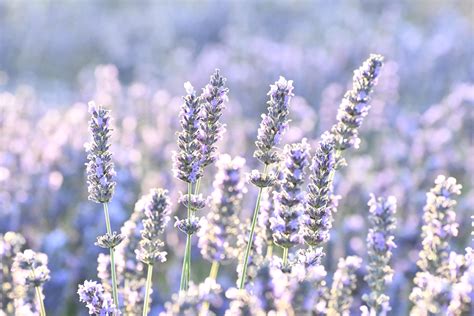 How To Take Lavender Cuttings A Step By Step Guide — Meadowlark Journal