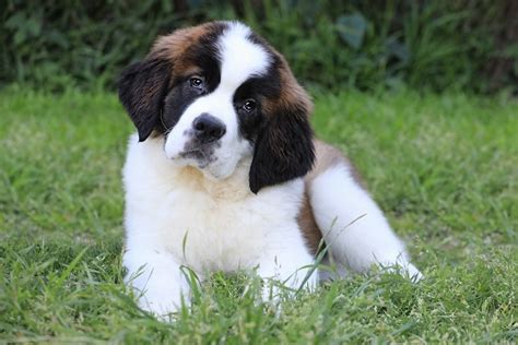 Cachorro São Bernardo filhote Revista Meu Pet