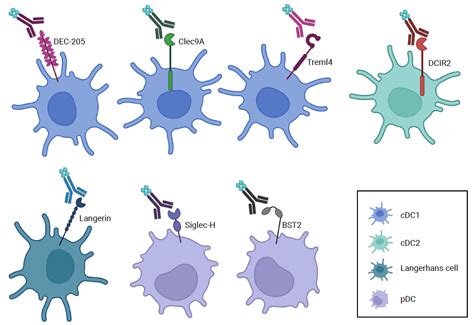 Antibodies Free Full Text Applications Of Antibody Based Antigen