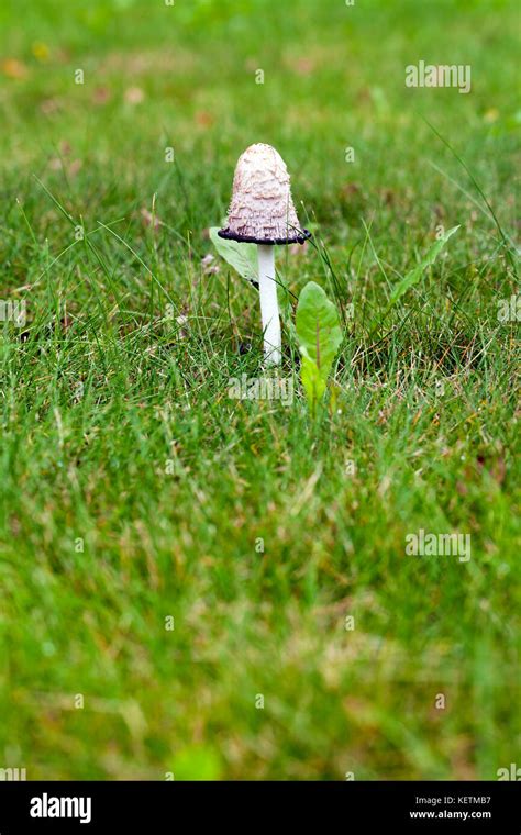 Mushroom Calendar Photo Hi Res Stock Photography And Images Alamy