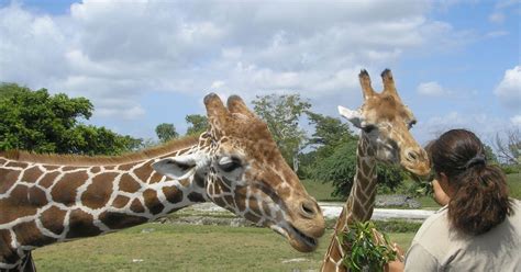 13 Top Zoos And Wildlife Parks In Devon