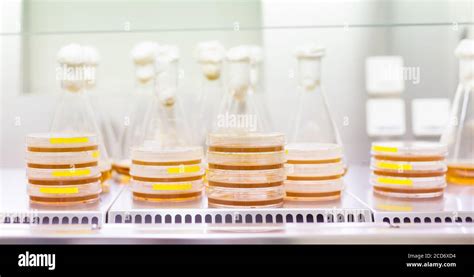 Cell Culture Samples On LB Agar Medium In Petri Dishes And Erlenmeyer