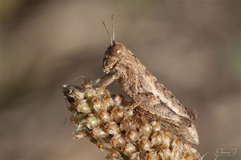 Pezotettix Giornae Invertebrados Del Mass S Del Montseny Inaturalist