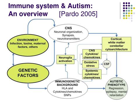 Ppt Autism And The Immune System Powerpoint Presentation Free