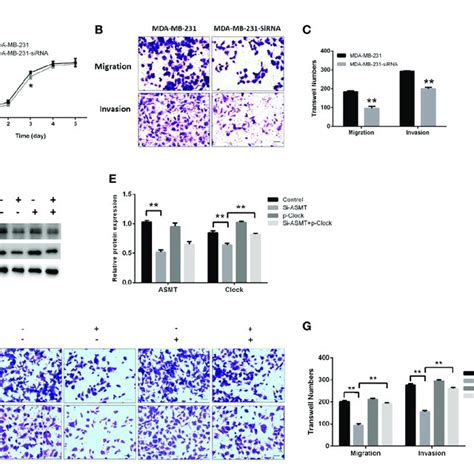 Expression Of Asmt And The Circadian Clock Proteins Increases In