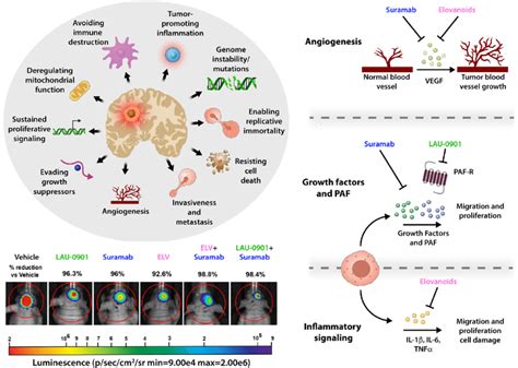 Diagram Depicting Characteristics Of Glioblastoma And Potentially Novel