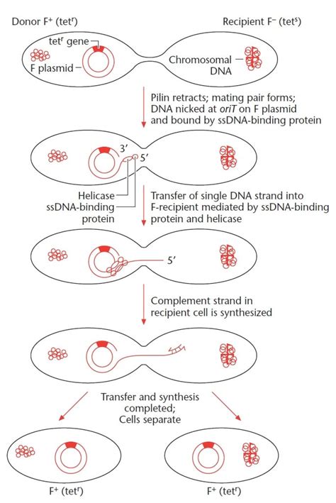 Bacterial Conjugation- Definition, Principle, Process, Examples