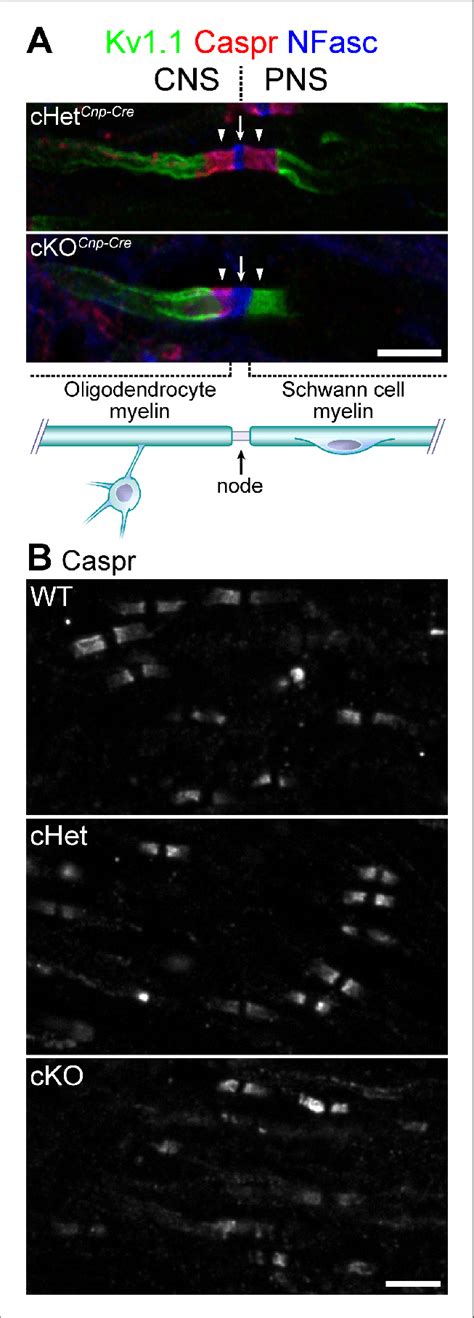 Knockout Of Tdp In Oligodendrocytes Displays Normal Paranodal