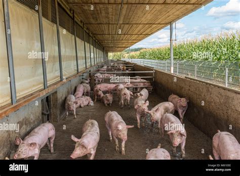 Run Pig Barn 2 Stock Photo Alamy