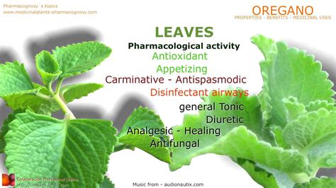 Oregano Health Benefits Oregano Plant Medicinal Properties Youtube