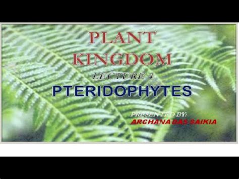 CLASS XI Plant Kingdom 4 PTERIDOPHYTES YouTube