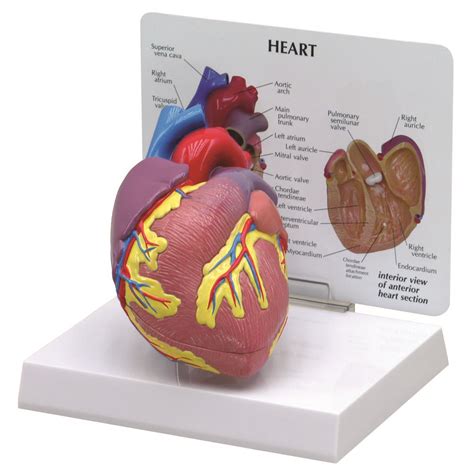 Heart Model 1019529 2500 Anatomical Models Anatomy Teaching