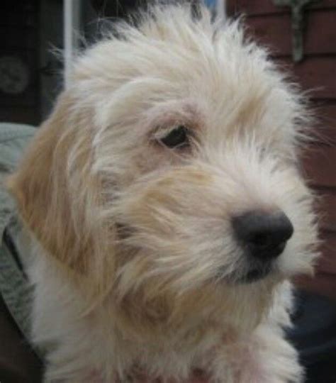 1000+ images about Wheaten terrier mix on Pinterest | Shelters, Pets ...