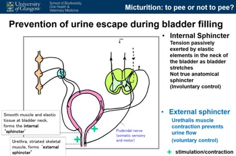 Micturition Flashcards Quizlet