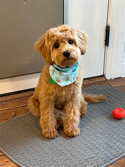 Cavapoo teddy bear haircut groom idea | Puppy grooming, Teddy bear dog ...