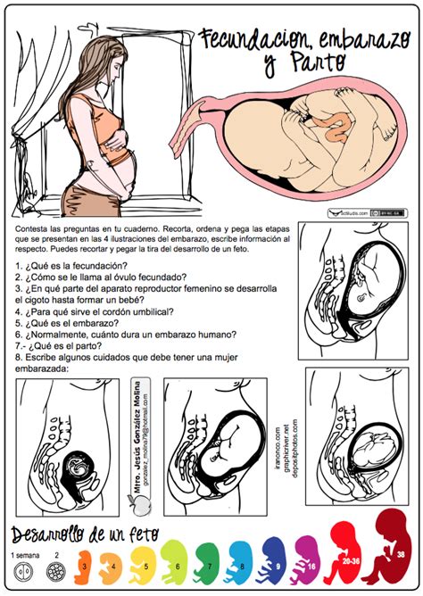 Fecundación embarazo y parto Actiludis Reproduccion humana para