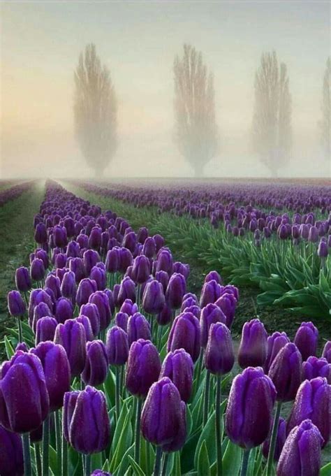 Field Of Purple Tulips With Misty Trees