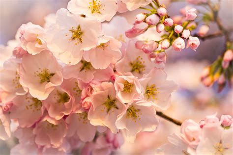 Flowers Cherry Blossom Pink 4K Wallpaper - Best Wallpapers