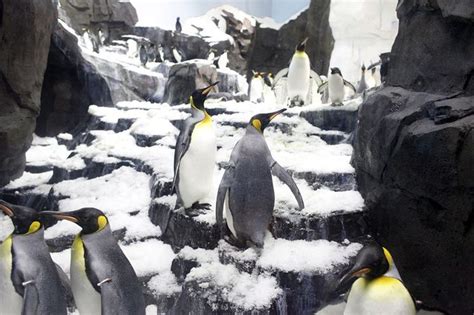 SeaWorld S Antarctica Empire Of The Penguin Puts You Inches From