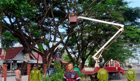 Pemko Lhokseumawe Pangkas Pohon Di Pinggir Jalan Medan Banda Aceh