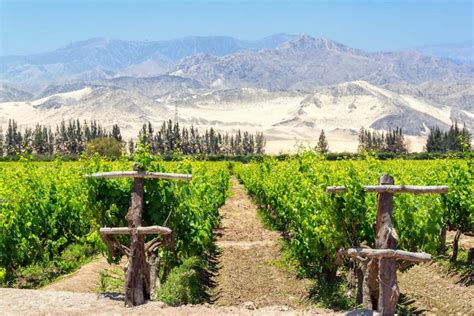 Tour Del Pisco Y El Vino Desde Ica Reserva En Civitatis