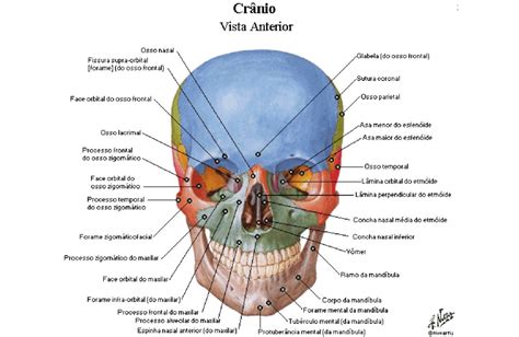 Viscerocr Nio Anatomia Papel E Caneta