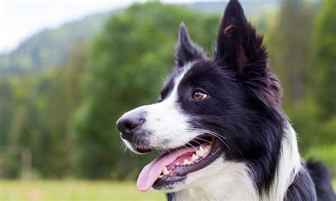 40 Curiosidades Del Border Collie ¡conoce Al Perro De La Realeza