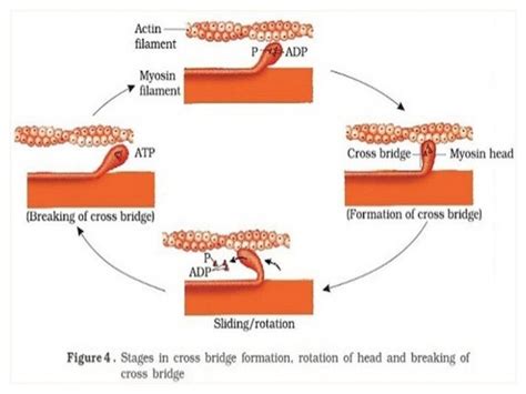 Sliding Filament Theory Worksheet - Best Hub