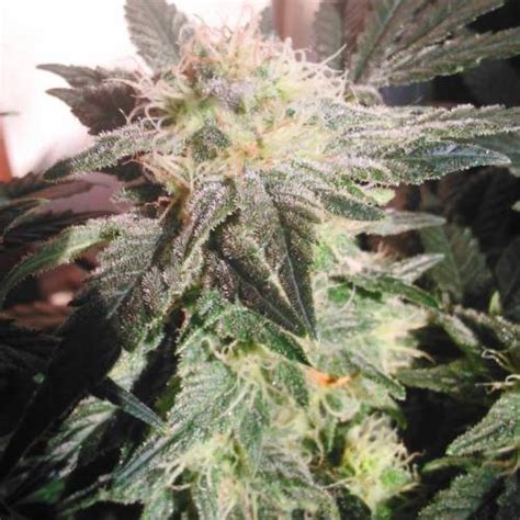 Female Seeds White Widow X Big Bud Grow Journal By Passiongrower