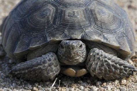 Mojave desert tortoise officially joins California’s endangered list ...