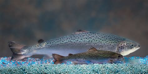 Genetically Modified Salmon Coming To A River Near You